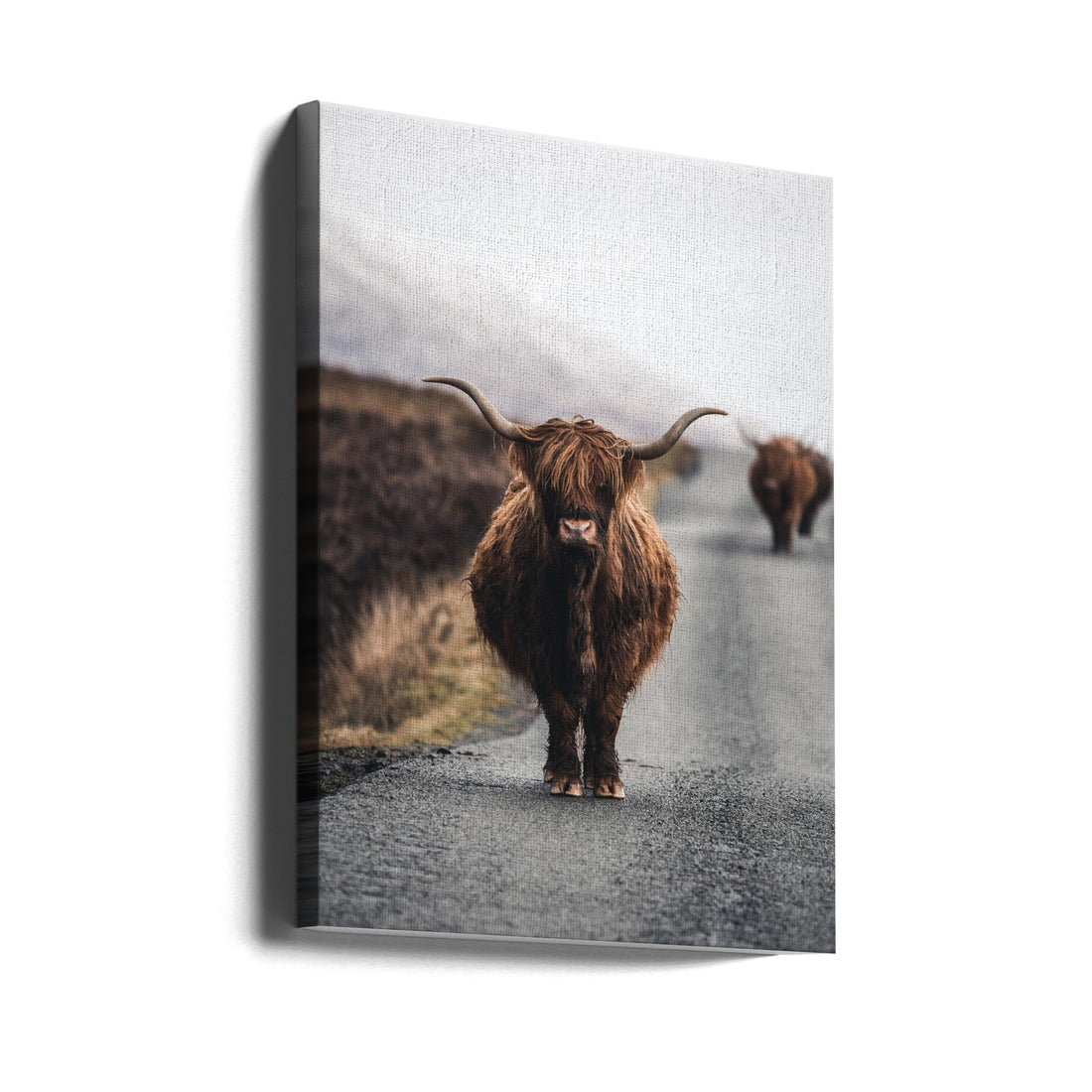 Highland Cow by Witold Ziomek | Scottish Countryside Animal, Large Canvas Wall Art Print | Artsy Earth