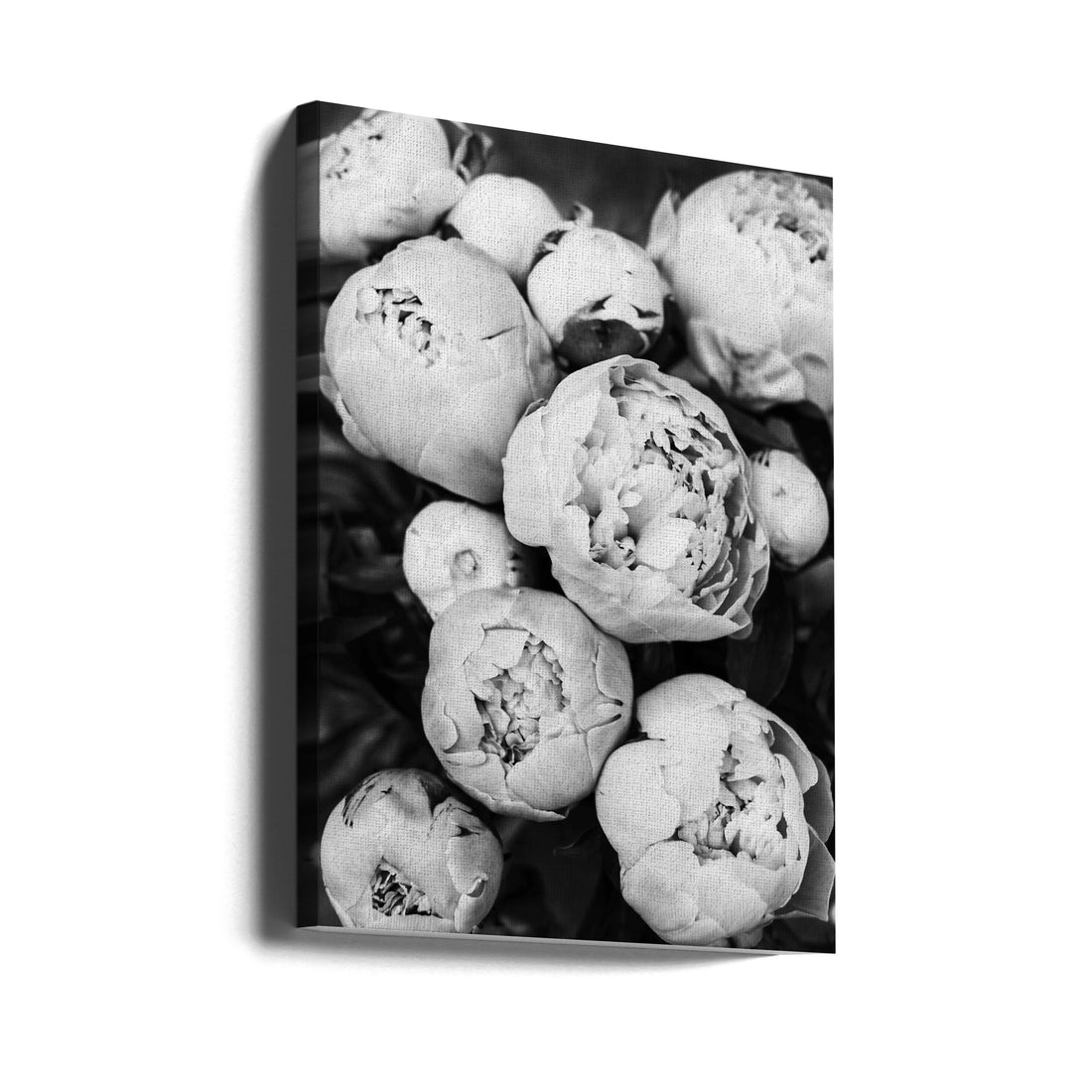 Peonies by Kathrin Pienaar | Black And White Botanical, Large Canvas Wall Art Print | Artsy Earth