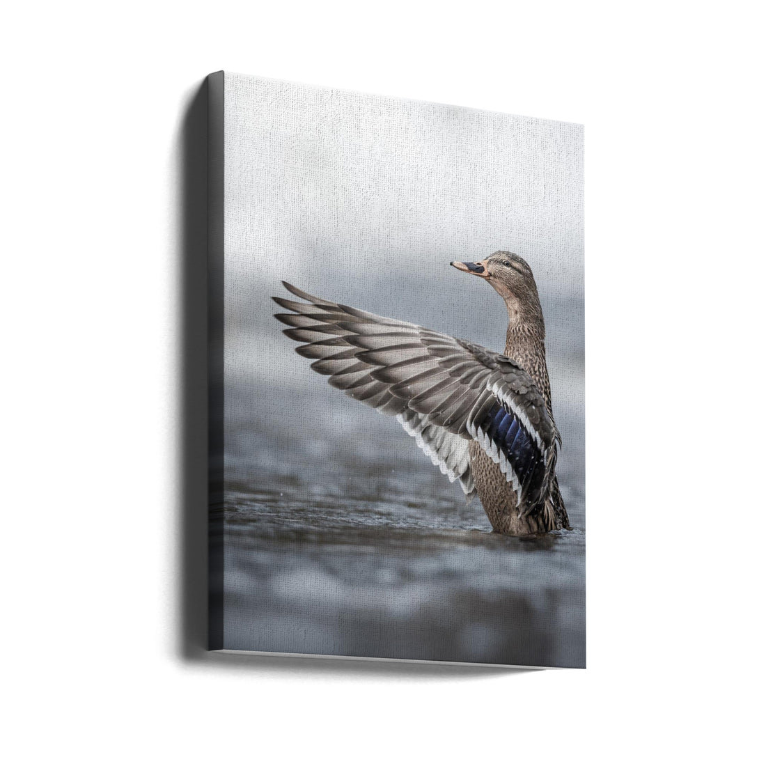 Female mallard with outstretched wings by Magnus Renmyr | Wild Duck Nature, Large Canvas Wall Art Print | Artsy Earth