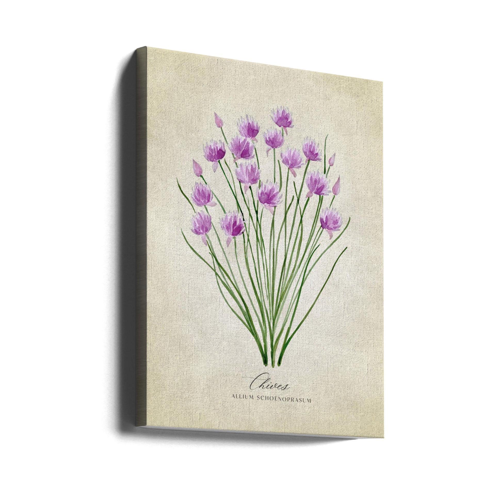 Vintage Chives by Rosana Laiz Blursbyai | Botanical Watercolor Illustration, Large Canvas Wall Art Print | Artsy Earth