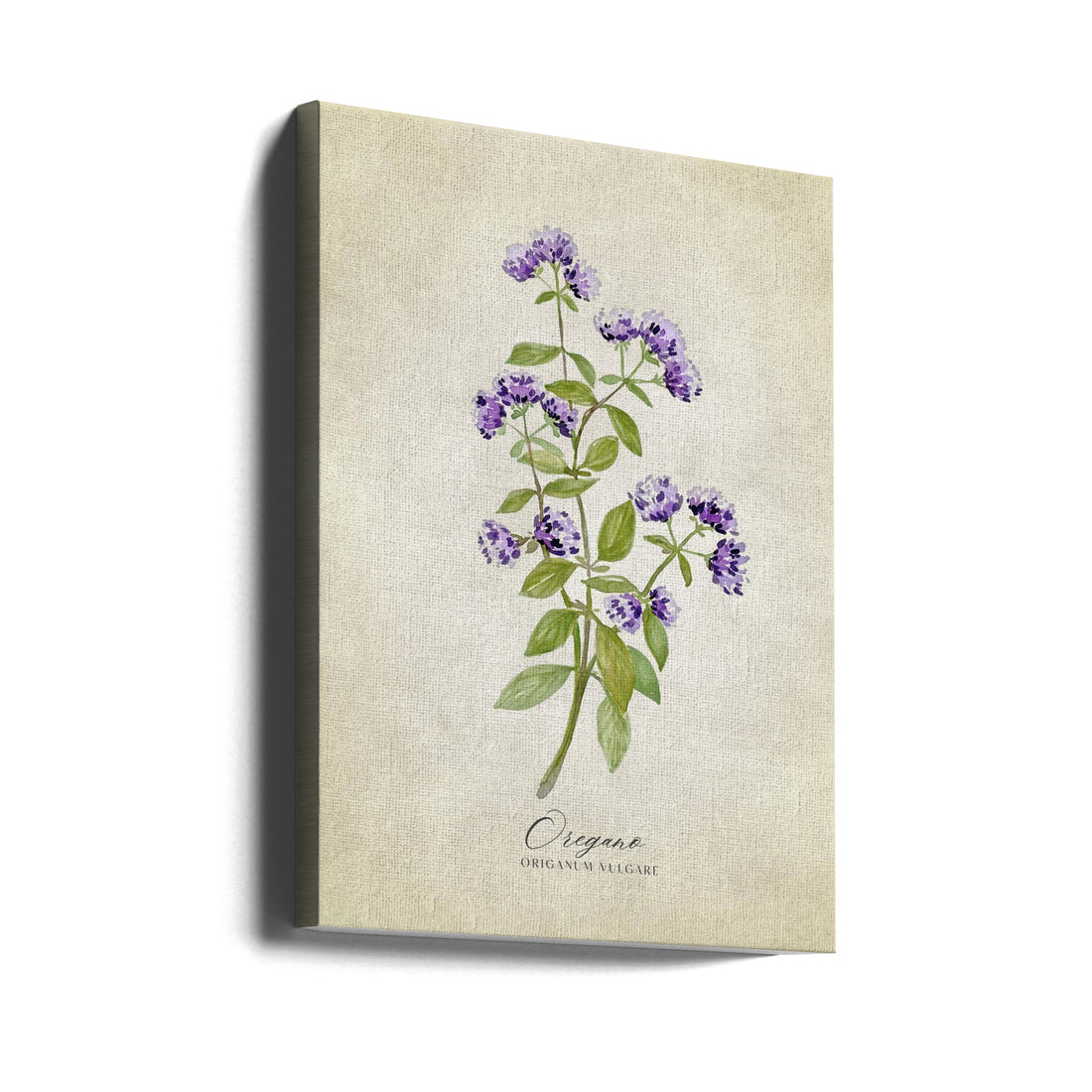 Oregano Vintage by Rosana Laiz Blursbyai | Vintage Botanical Illustration, Large Canvas Wall Art Print | Artsy Earth