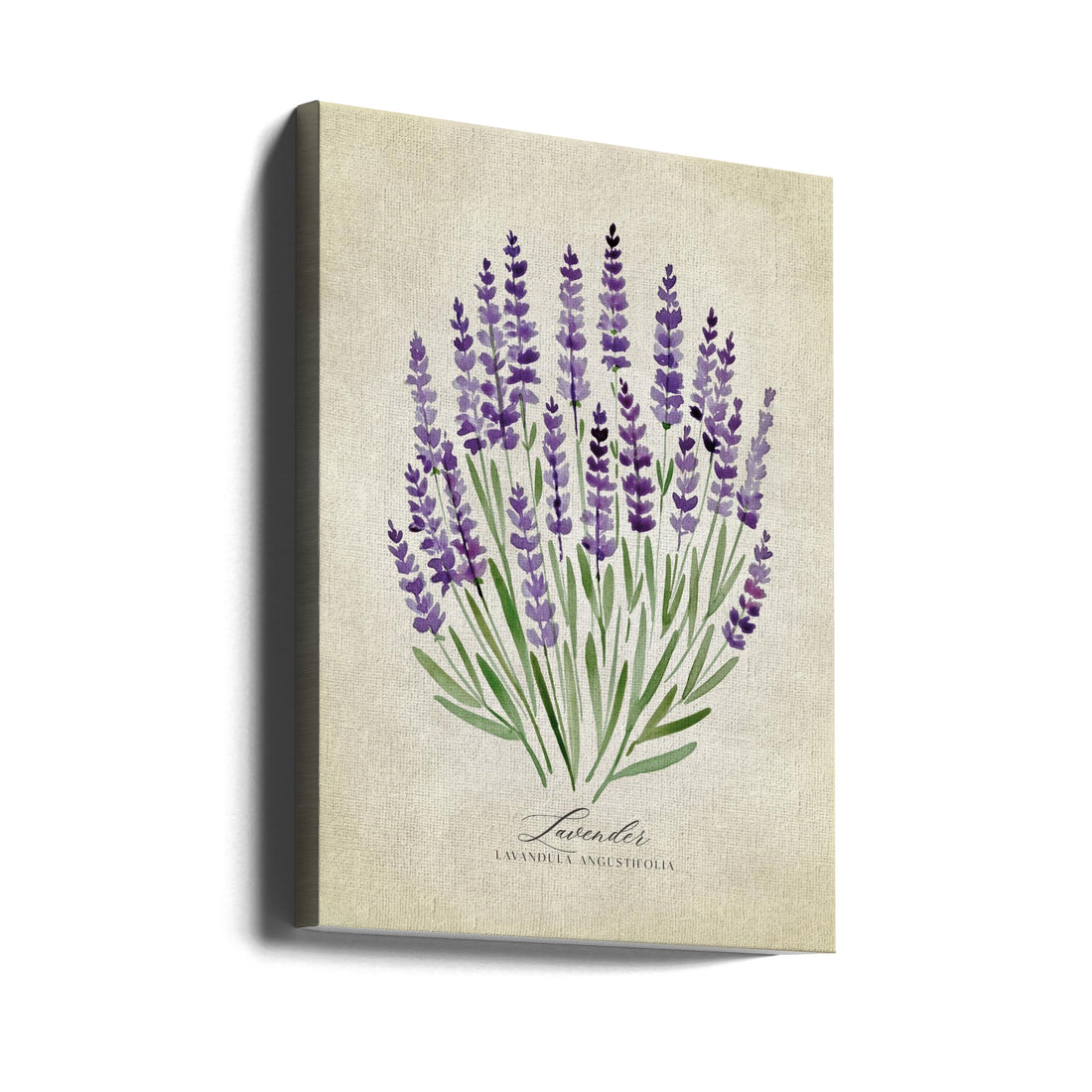 Lavender Vintage by Rosana Laiz Blursbyai | Botanical Watercolor Illustration, Large Canvas Wall Art Print | Artsy Earth