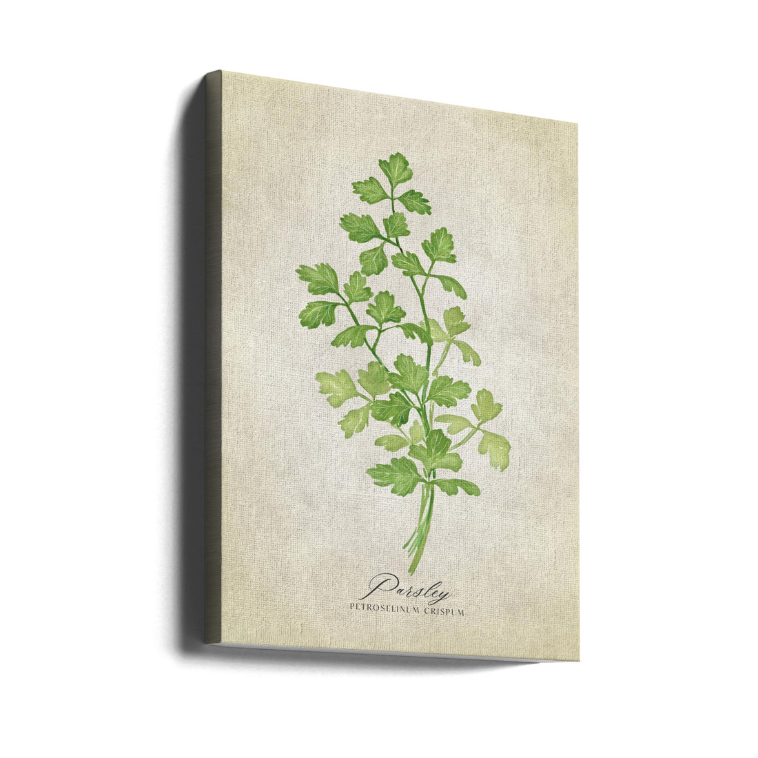 Parsley Vintage by Rosana Laiz Blursbyai | Vintage Botanical Watercolor, Large Canvas Wall Art Print | Artsy Earth