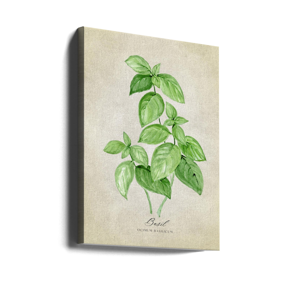 Basil Vintage by Rosana Laiz Blursbyai | Vintage Botanical Illustration, Large Canvas Wall Art Print | Artsy Earth