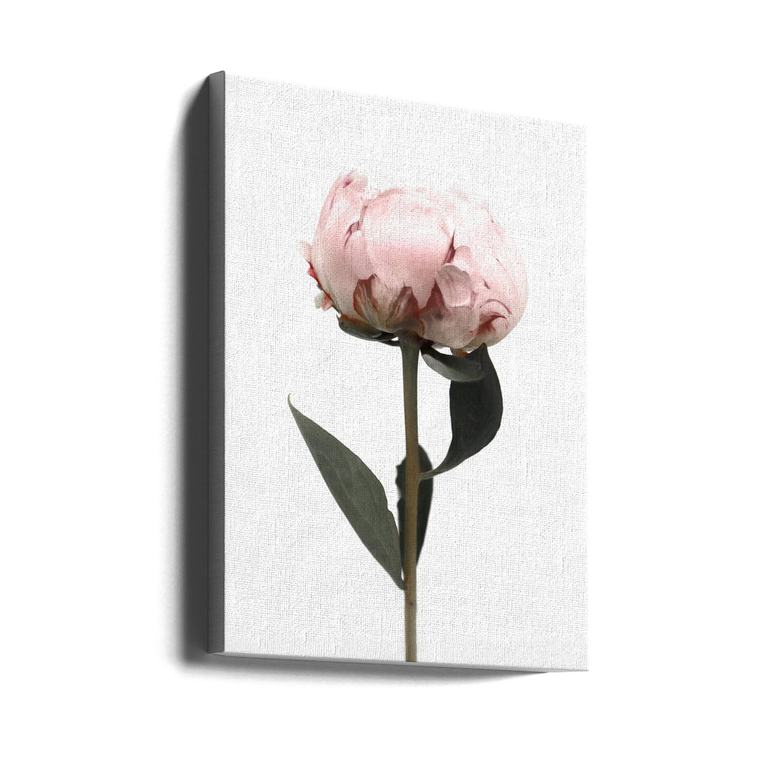 Blush Peony II by Rosana Laiz Blursbyai | Pink Floral Botanical, Large Canvas Wall Art Print | Artsy Earth