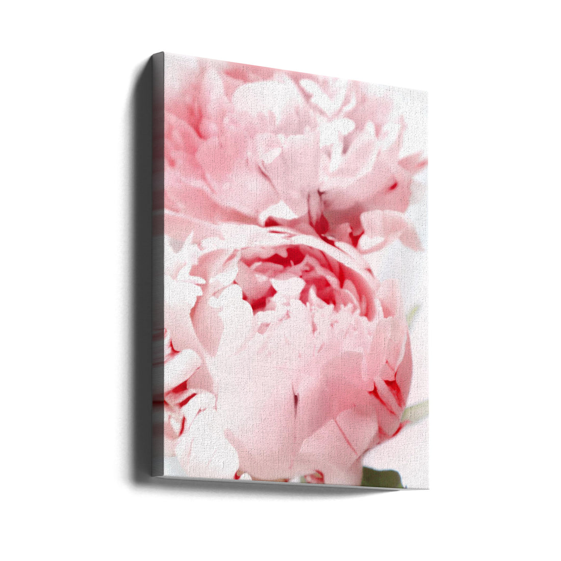 Blush Peony Art by Rosana Laiz Blursbyai | Pink Floral Botanical, Large Canvas Wall Art Print | Artsy Earth