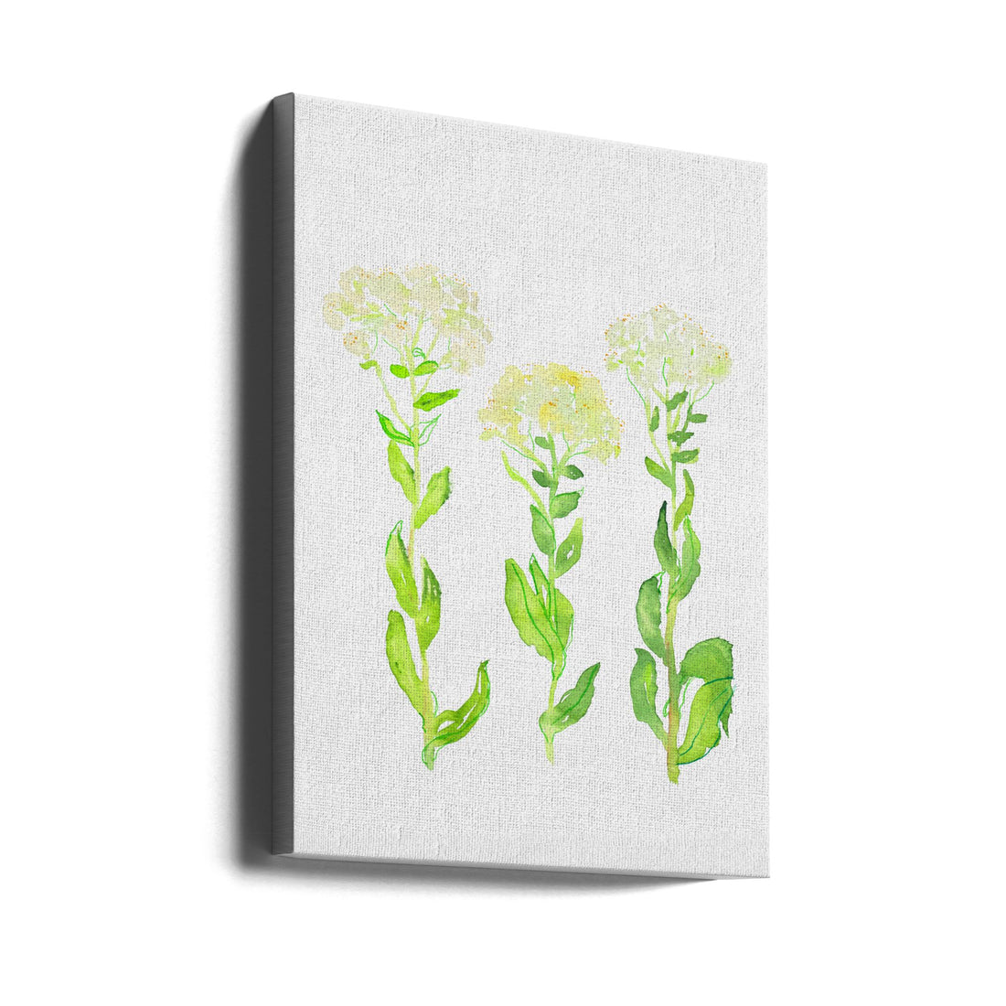 Hoary Cress Botanical by Kata Botanical | Watercolor Botanical Illustration, Large Canvas Wall Art Print | Artsy Earth