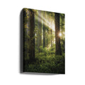 Fairy Forest by Stefan Hefele | Sunlit Forest Nature, Large Canvas Wall Art Print | Artsy Earth