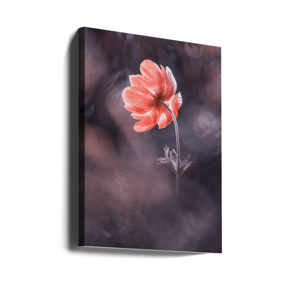 Red Anemone Bloom by Fabien Bravin | Botanical Flora Macro, Large Canvas Wall Art Print | Artsy Earth