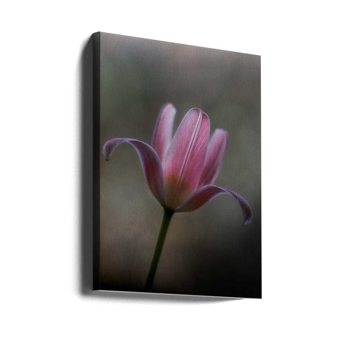 Tulip from the garden by Lotte Grønkjær | Fresh Spring Bloom, Large Canvas Wall Art Print | Artsy Earth