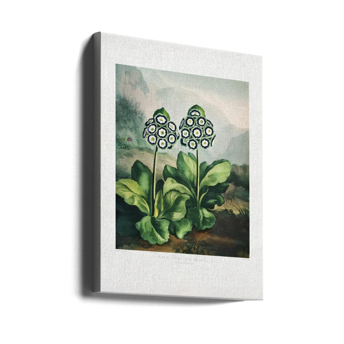 A Group of Auriculas by Robert John Thornton | Vintage Botanical Illustration, Large Canvas Wall Art Print | Artsy Earth