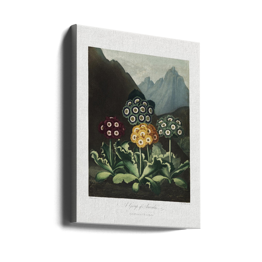 A Group of Auriculas by Robert John Thornton | Vintage Botanical Illustration, Large Canvas Wall Art Print | Artsy Earth