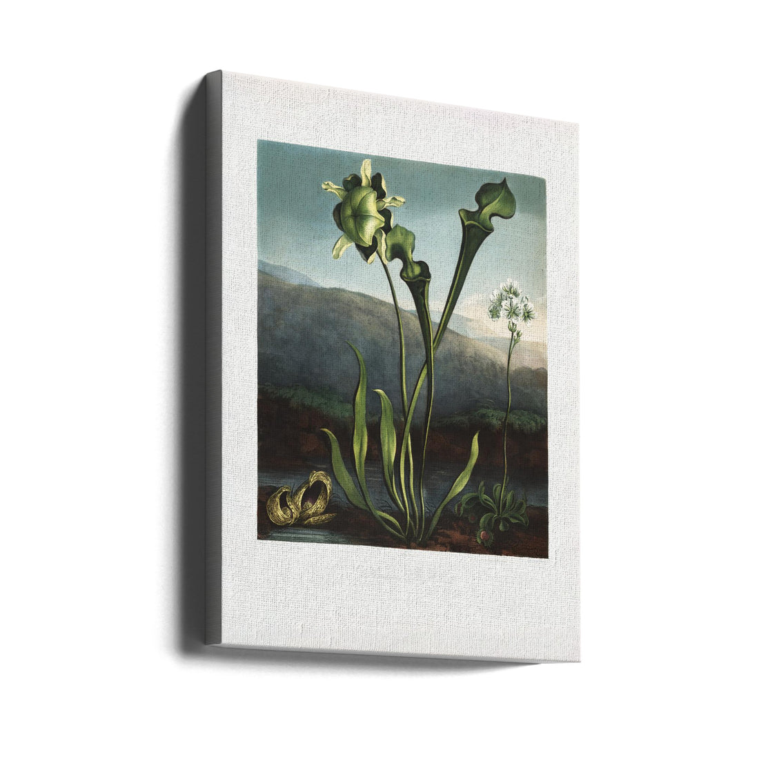 American Bog Plants by Robert John Thornton | Vintage Botanical Illustration, Large Canvas Wall Art Print | Artsy Earth