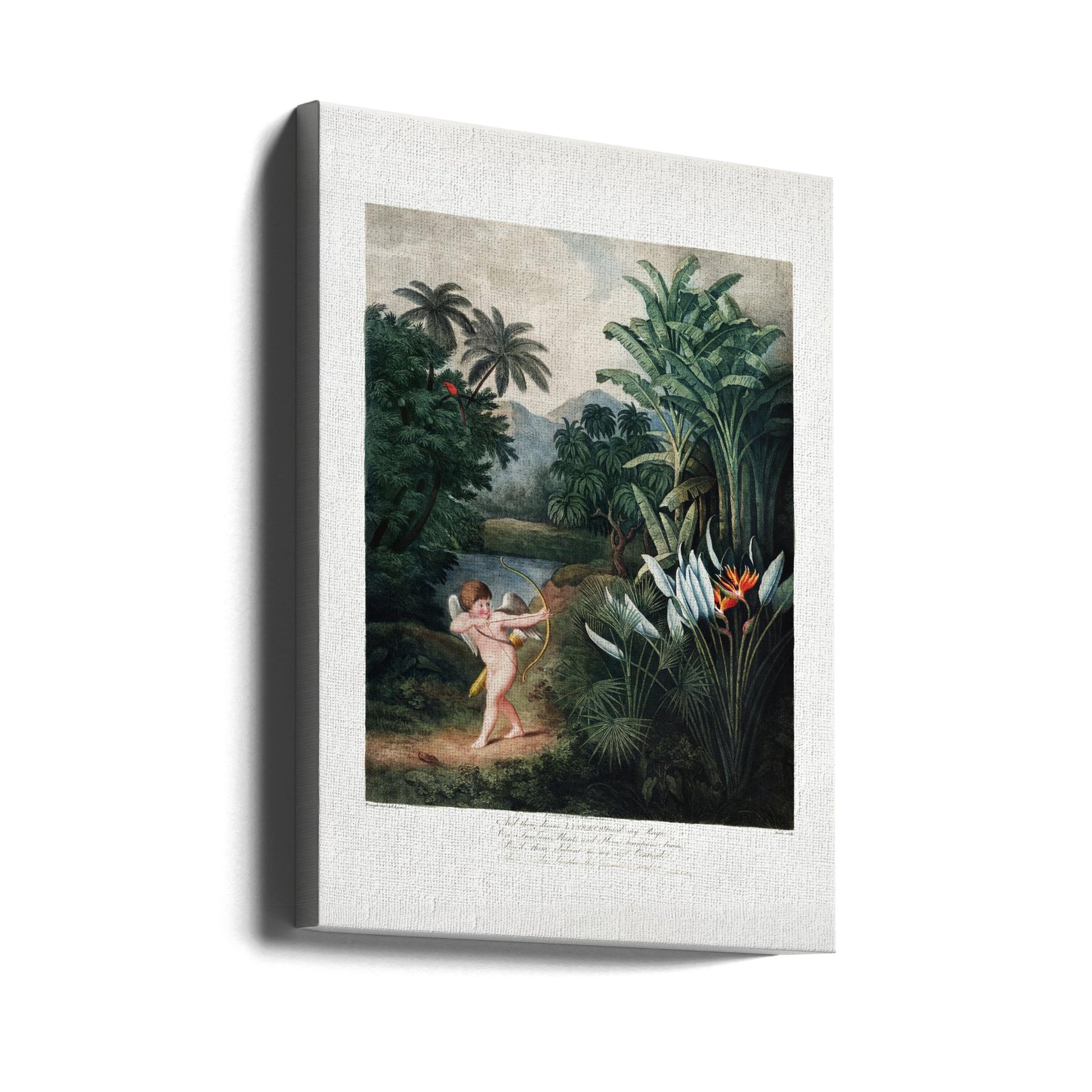 Cupid Inspiring Plants by Robert John Thornton | Vintage Botanical Illustration, Large Canvas Wall Art Print | Artsy Earth