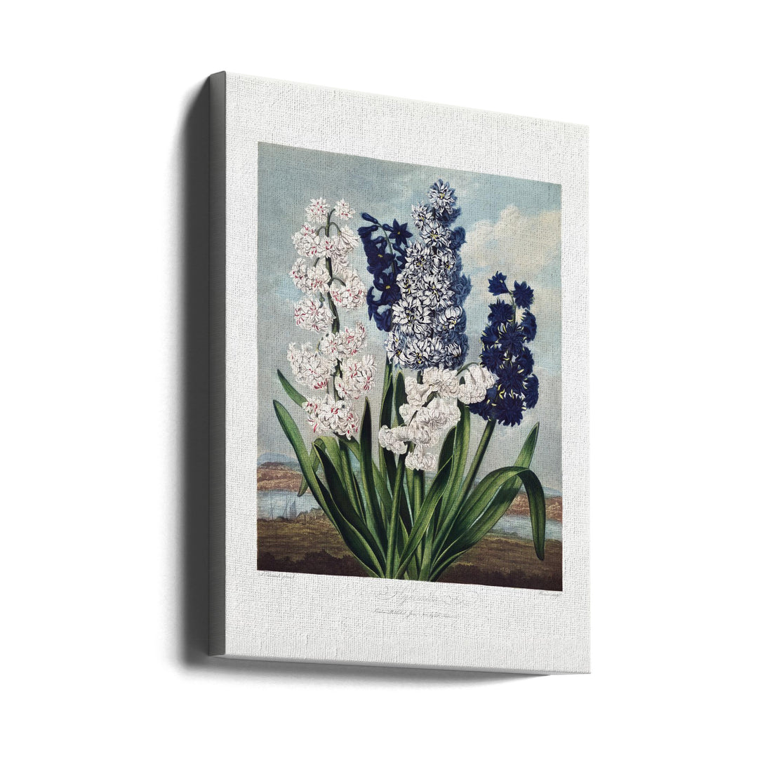 Hyacinths Temple Flora by Robert John Thornton | Vintage Botanical Illustration, Large Canvas Wall Art Print | Artsy Earth