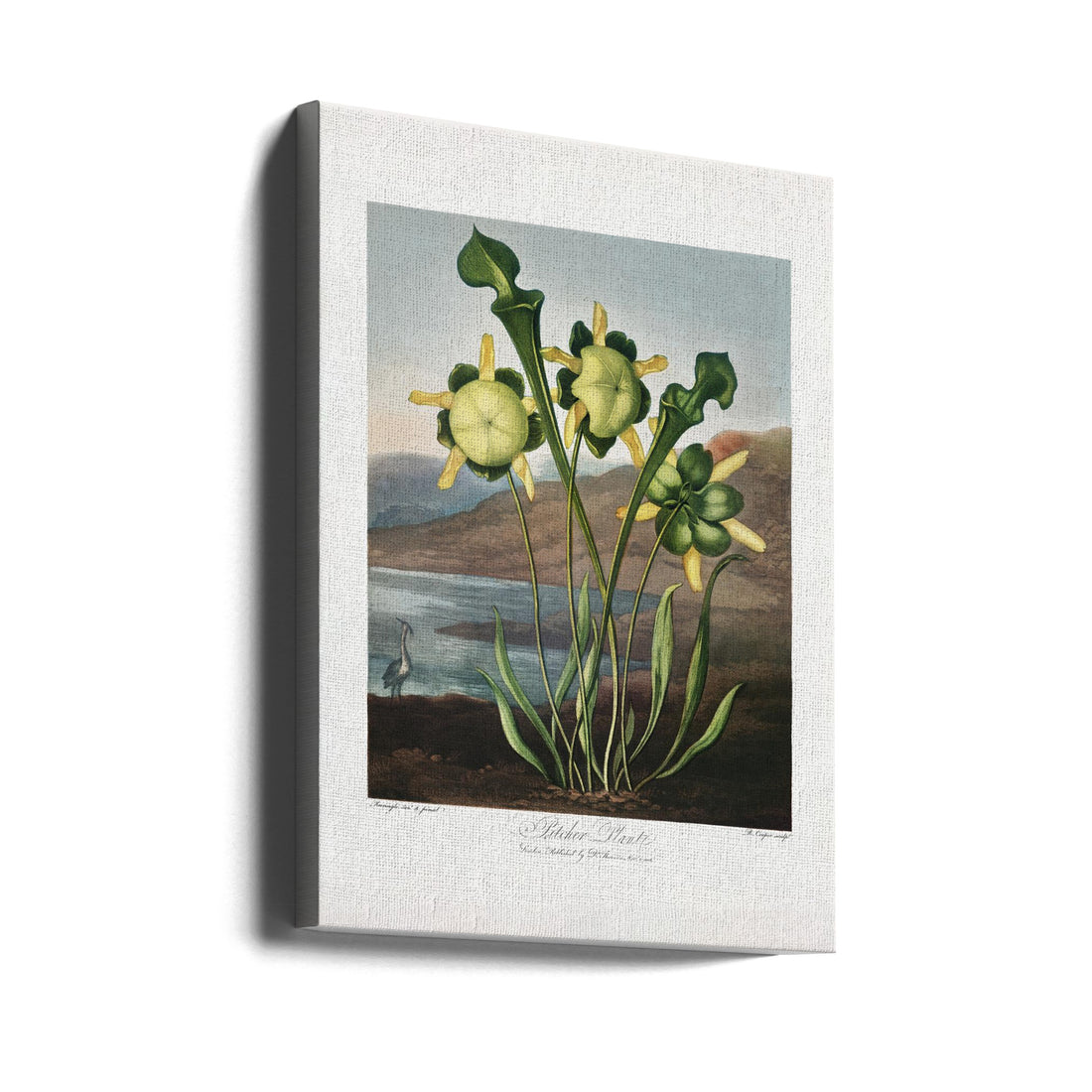 Pitcher Plant Flora by Robert John Thornton | Vintage Botanical Illustration, Large Canvas Wall Art Print | Artsy Earth