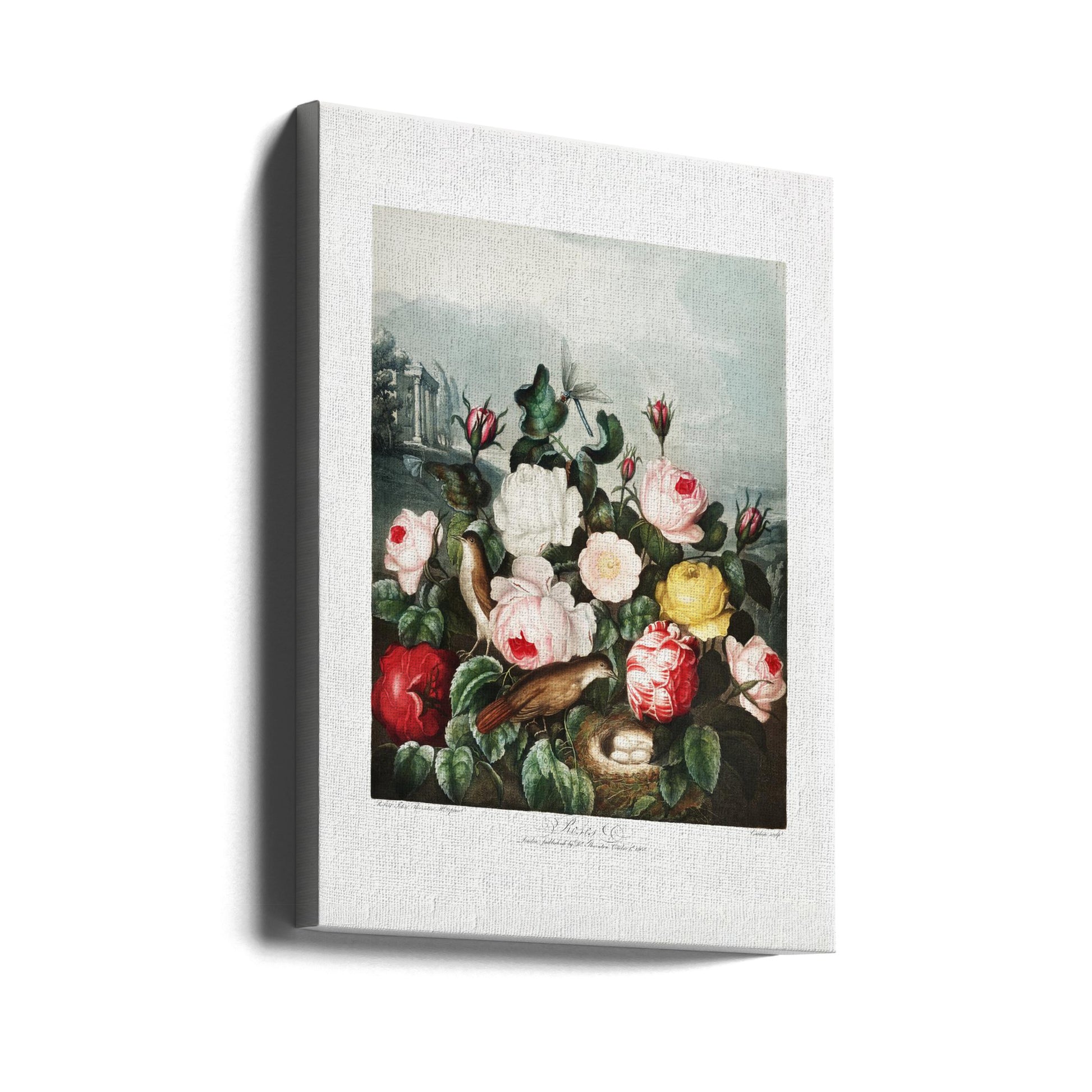 Roses from The Temple of Flora by Robert John Thornton | Vintage Botanical Illustration, Large Canvas Wall Art Print | Artsy Earth