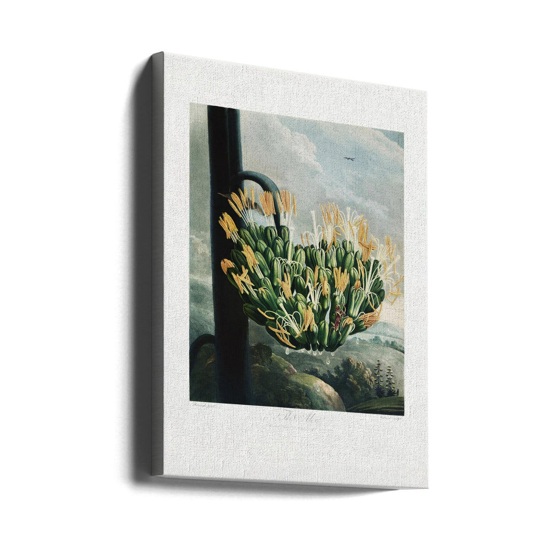 The Temple of Flora Aloe by Robert John Thornton | Vintage Botanical Illustration, Large Canvas Wall Art Print | Artsy Earth