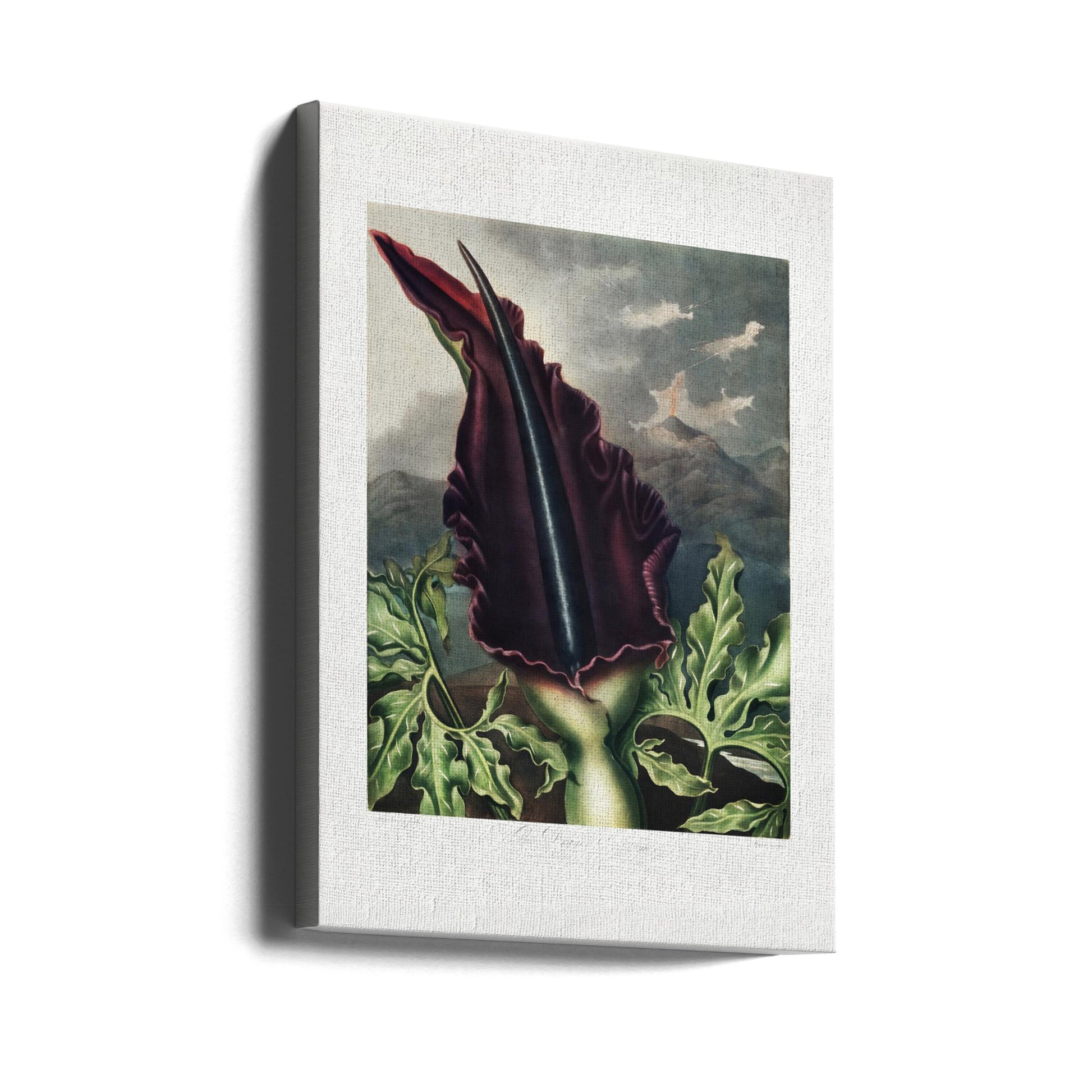 Dragon Arum Flora by Robert John Thornton | Vintage Botanical Illustration, Large Canvas Wall Art Print | Artsy Earth