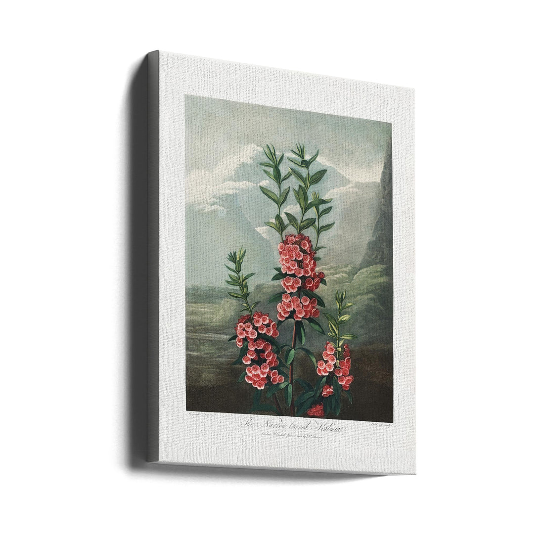 Narrow-Leaved Kalmia by Robert John Thornton | Vintage Botanical Illustration, Large Canvas Wall Art Print | Artsy Earth