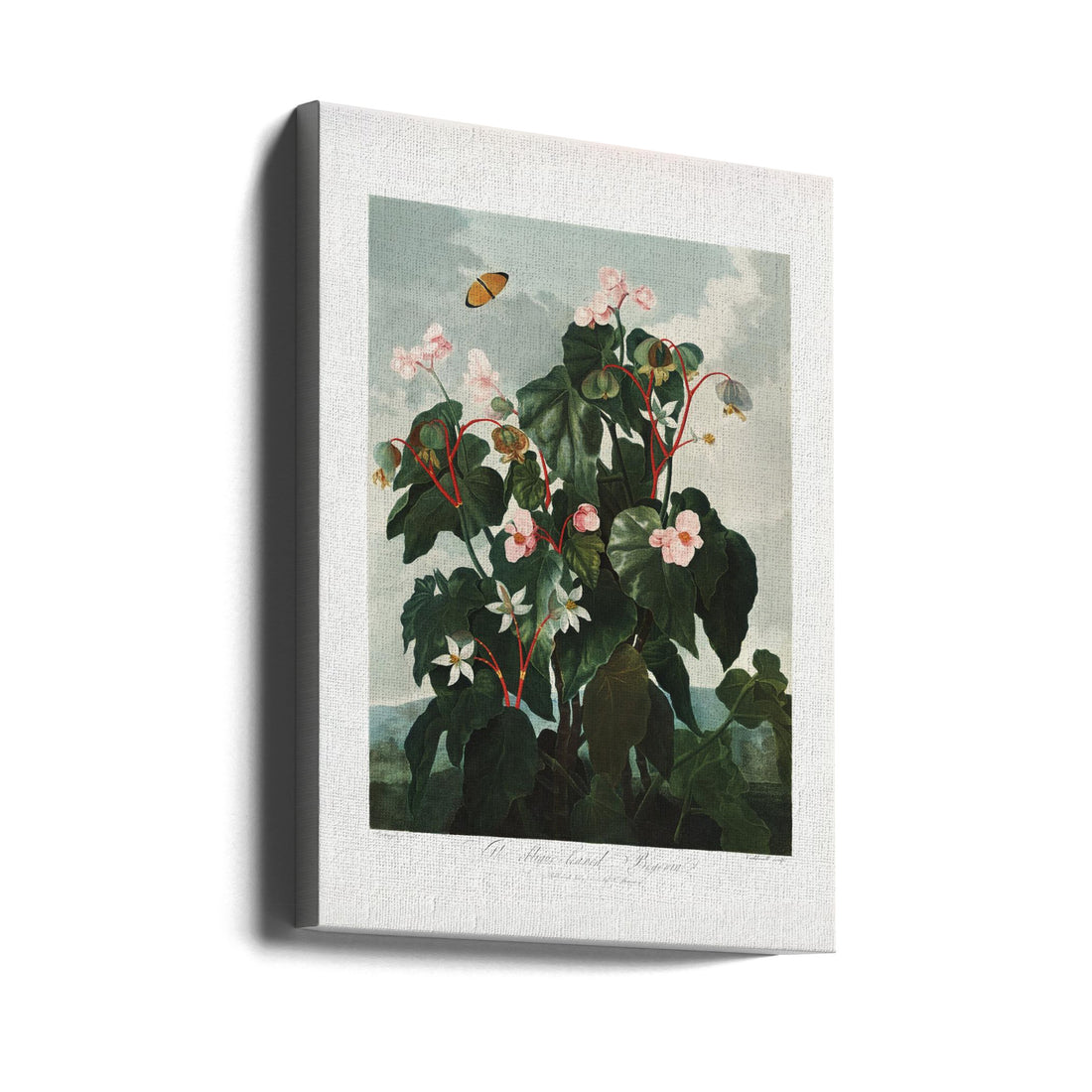 The Temple of Flora by Robert John Thornton | Vintage Botanical Illustration, Large Canvas Wall Art Print | Artsy Earth