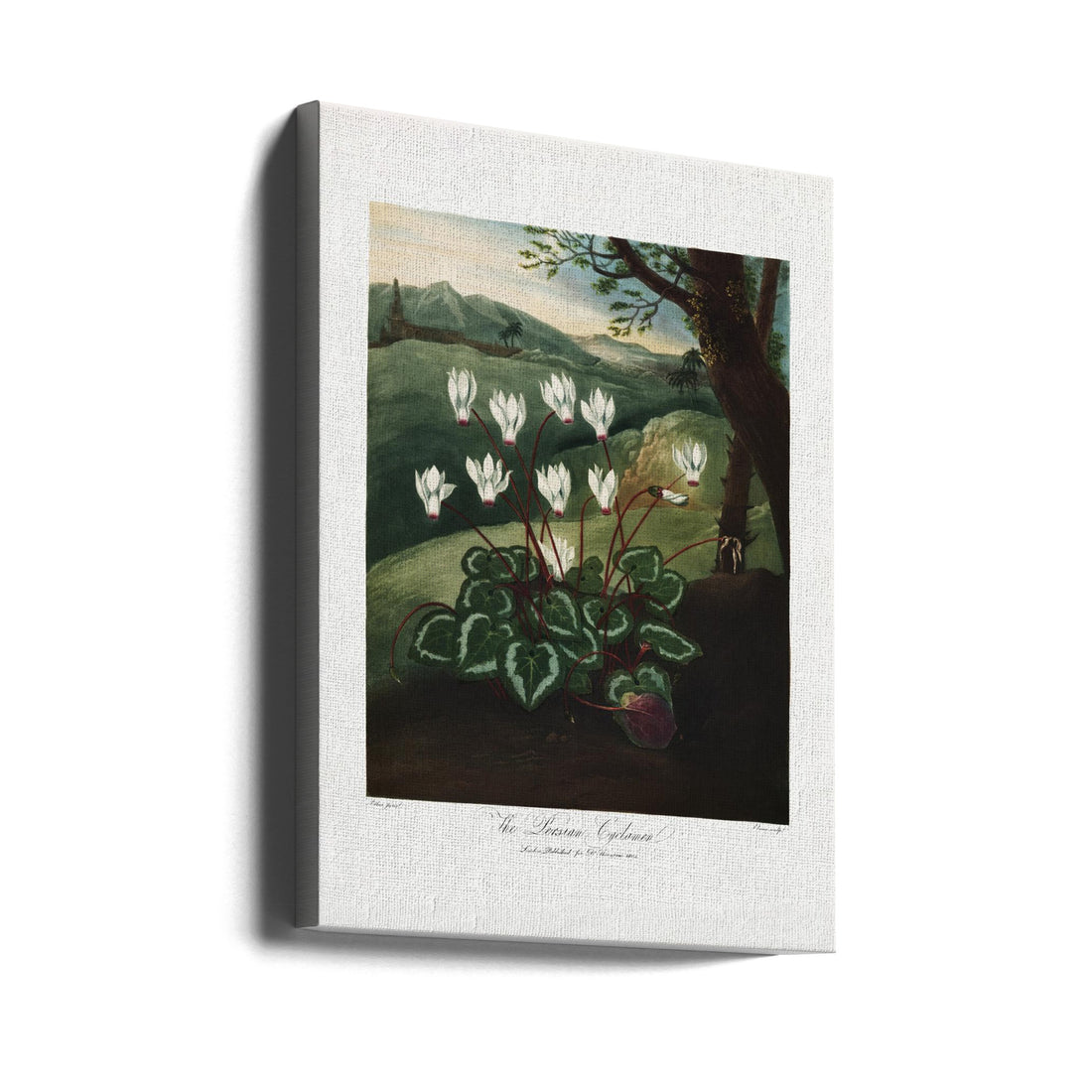 Persian Cyclamen Flora by Robert John Thornton | Vintage Botanical Illustration, Large Canvas Wall Art Print | Artsy Earth