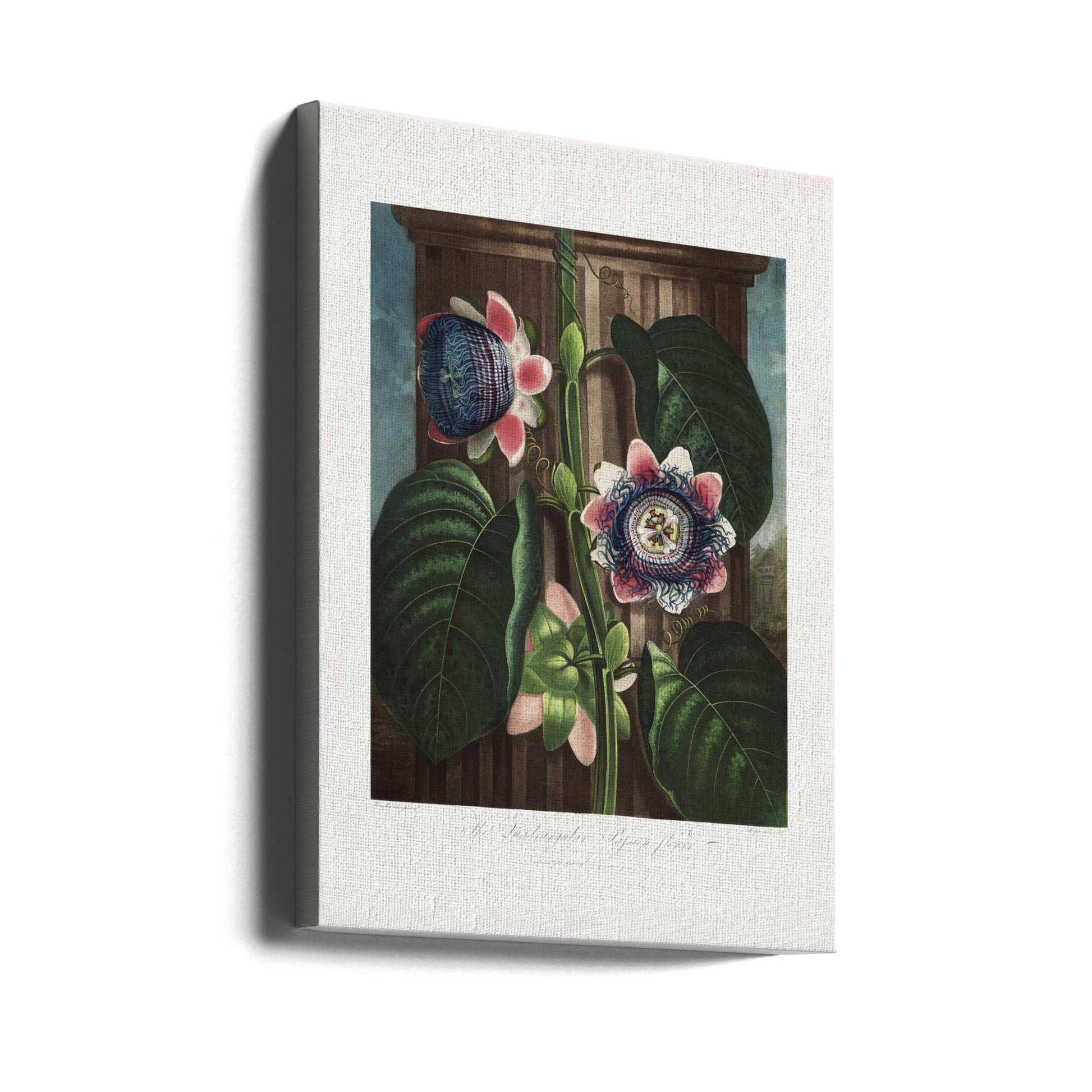 The Temple of Flora by Robert John Thornton | Vintage Botanical Illustration, Large Canvas Wall Art Print | Artsy Earth