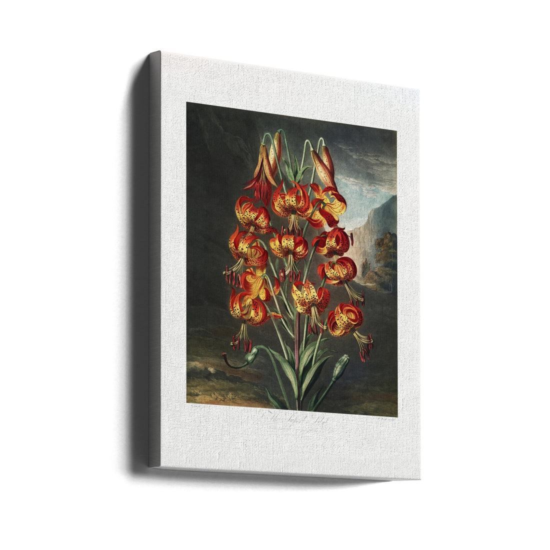 The Superb Lily by Robert John Thornton | Vintage Botanical Illustration, Large Canvas Wall Art Print | Artsy Earth