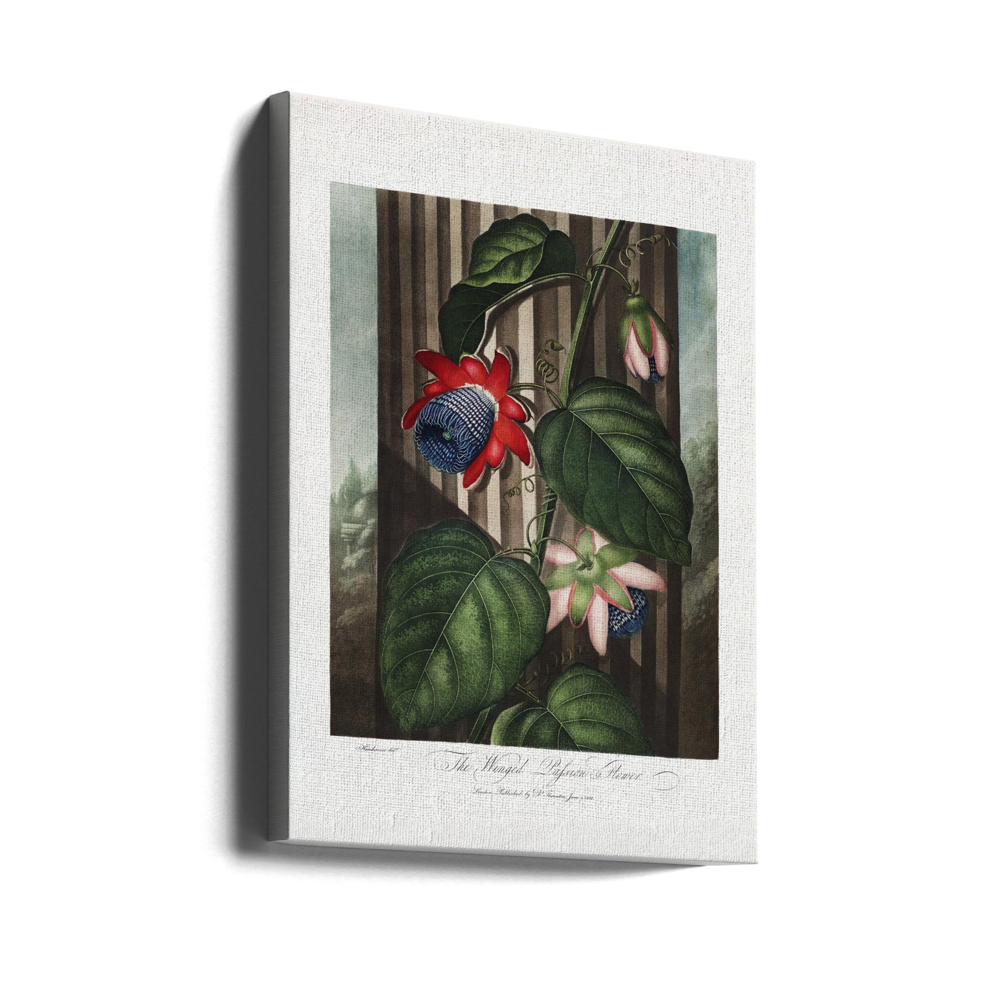 Winged Passion-Flower by Robert John Thornton | Vintage Botanical Illustration, Large Canvas Wall Art Print | Artsy Earth