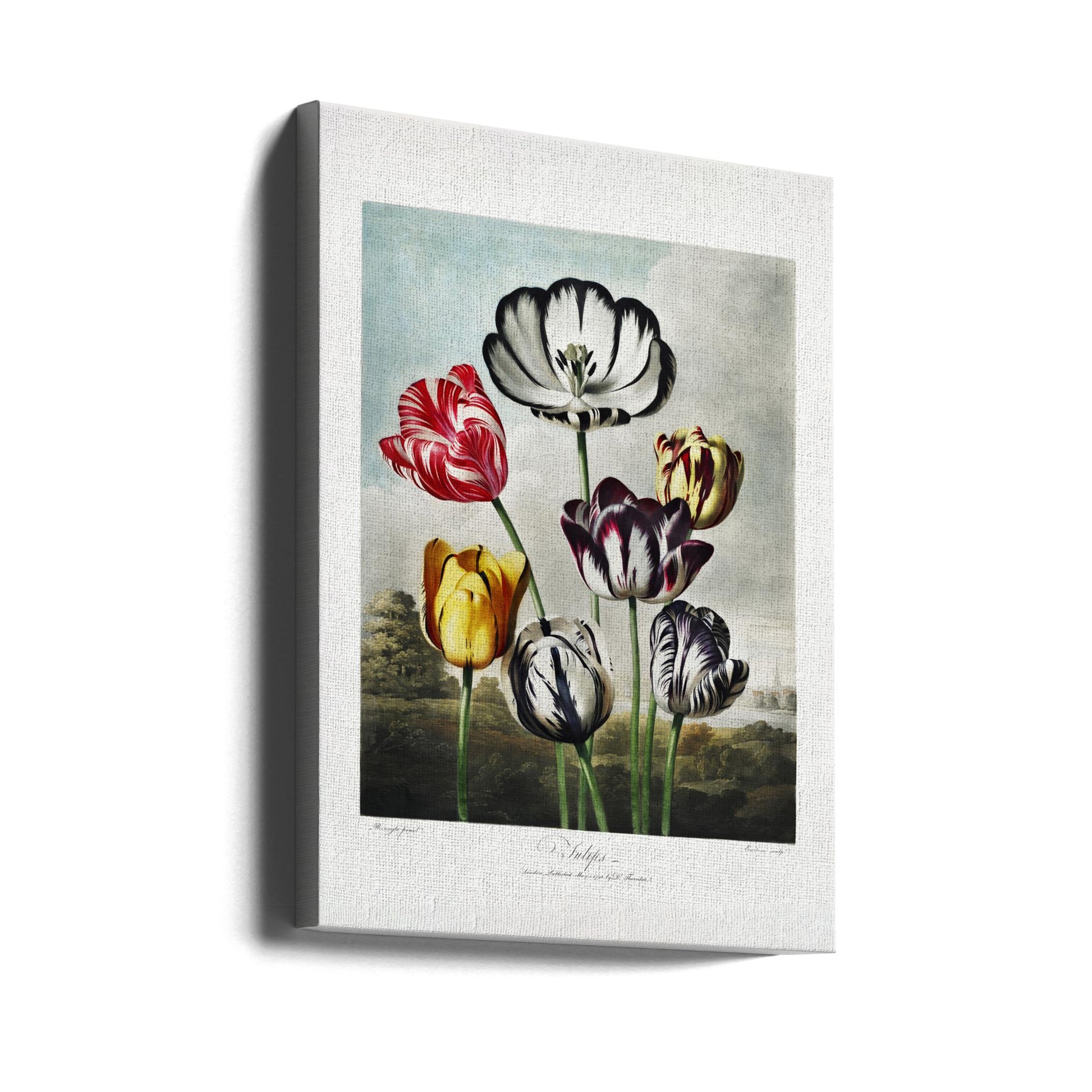 Tulips Temple Flora by Robert John Thornton | Vintage Botanical Illustration, Large Canvas Wall Art Print | Artsy Earth