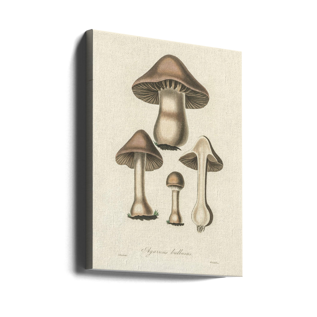 Medical Mushroom 1836 by John Stephenson And James Morss Churchill | Vintage Botanical Illustration, Large Canvas Wall Art Print | Artsy Earth