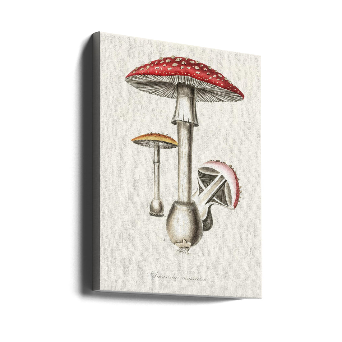 Amanita Muscaria Illustration by John Stephenson And James Morss Churchill | Vintage Mushroom Illustration, Large Canvas Wall Art Print | Artsy Earth