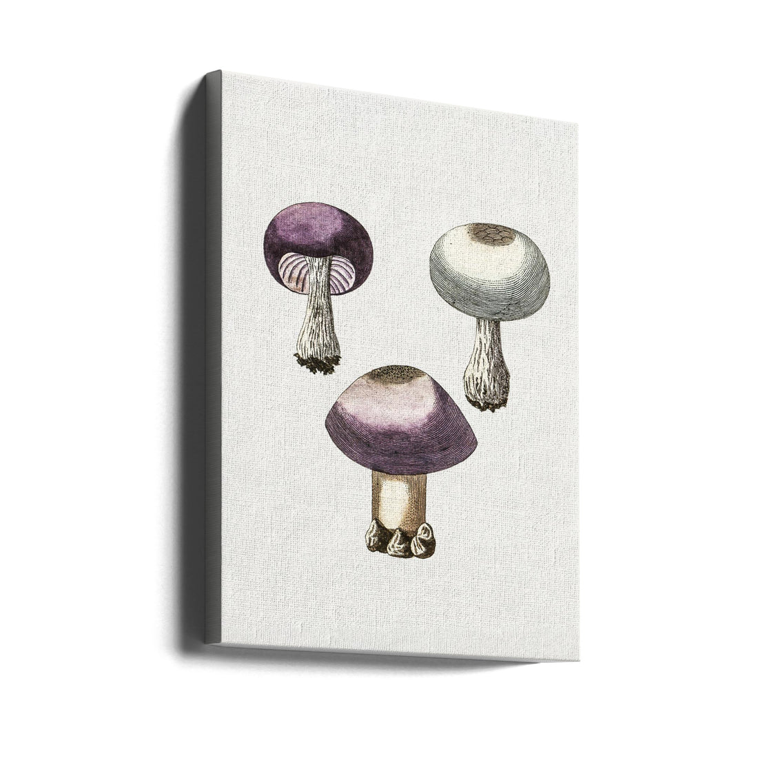 Violet Webcap Mushroom by Biodiversity Heritage Library | Vintage Mushroom Illustration, Large Canvas Wall Art Print | Artsy Earth