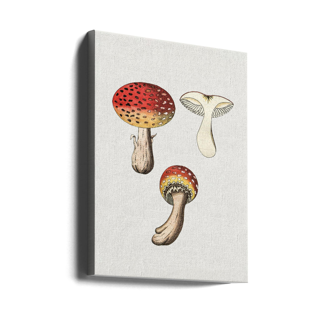 Hand Drawn Fly Agaric Mushroom by Biodiversity Heritage Library | Vintage Retro Mushroom, Large Canvas Wall Art Print | Artsy Earth