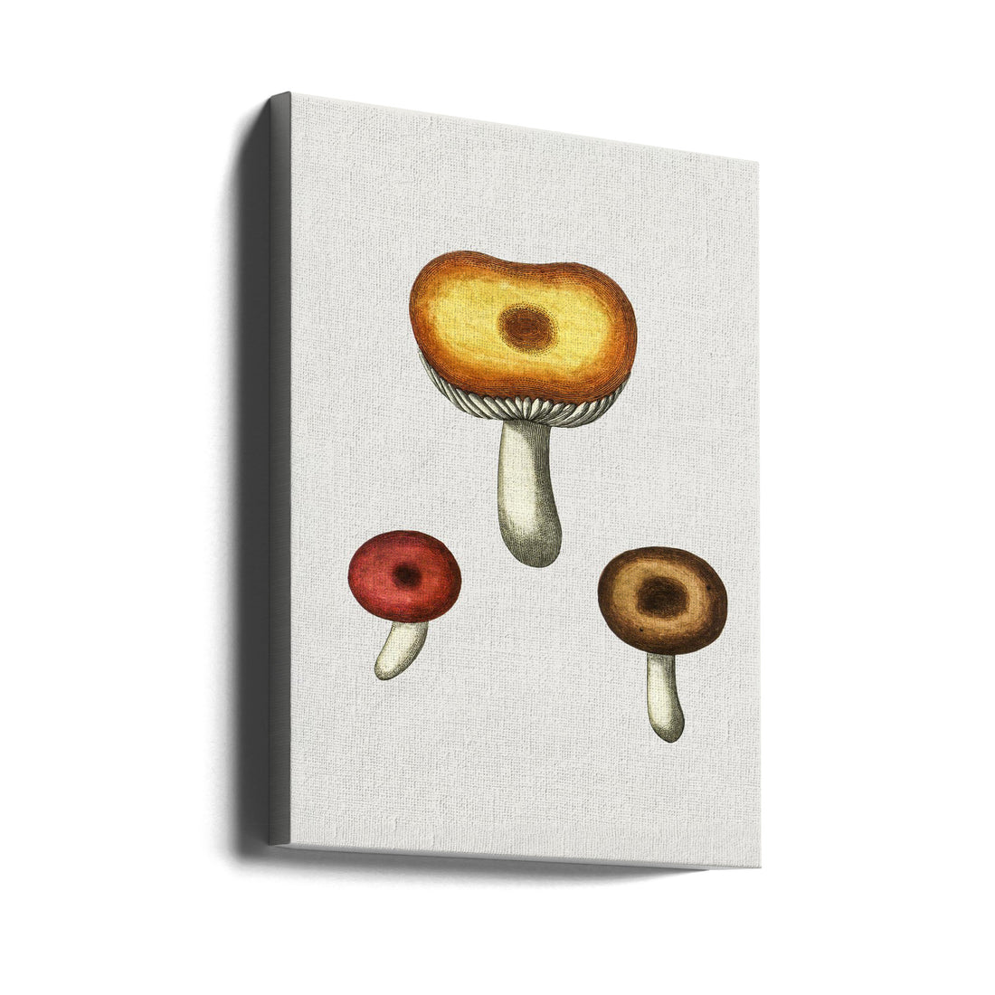 Hand Drawn Galerina Mushroom by Biodiversity Heritage Library | Vintage Retro Mushroom, Large Canvas Wall Art Print | Artsy Earth