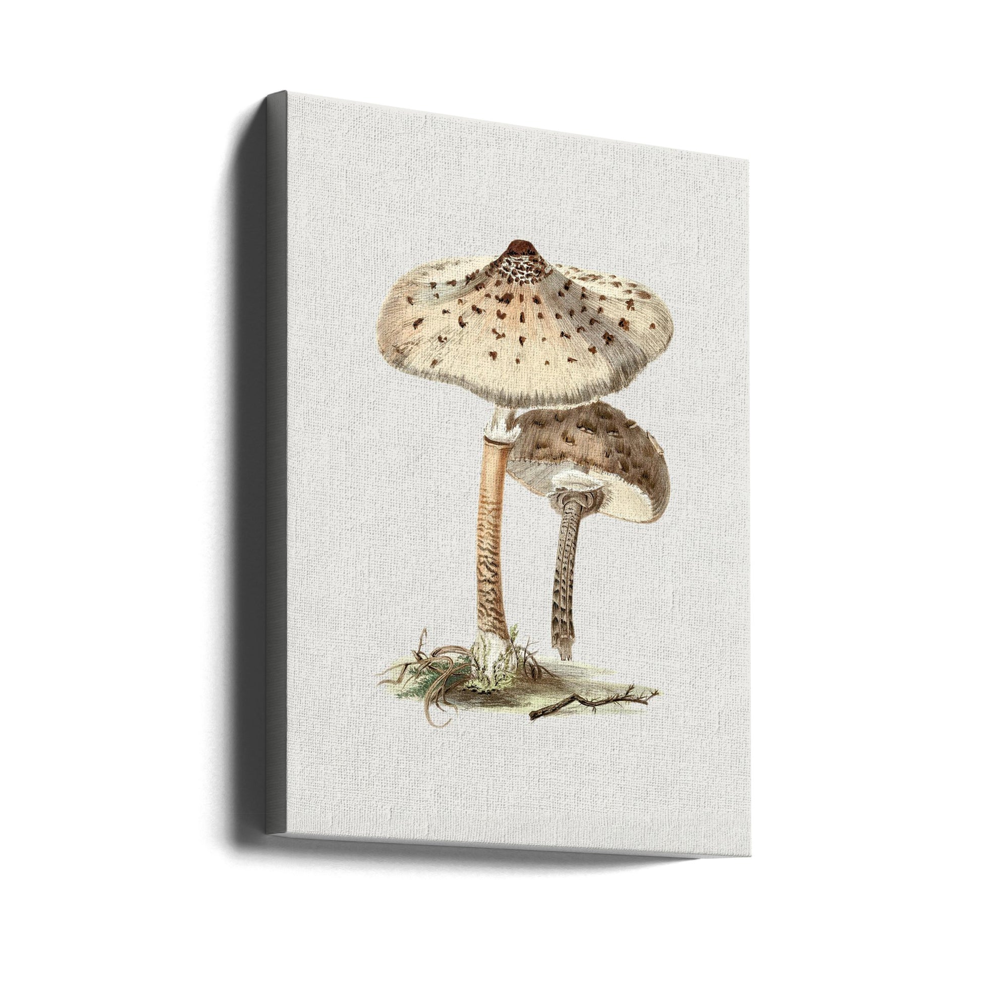 Hand Drawn Parasol Mushroom by Biodiversity Heritage Library | Vintage Illustrated Mushroom, Large Canvas Wall Art Print | Artsy Earth