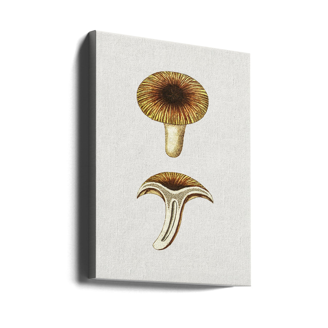 Vintage Chanterelles Mushroom by Biodiversity Heritage Library | Retro Botanical Illustration, Large Canvas Wall Art Print | Artsy Earth