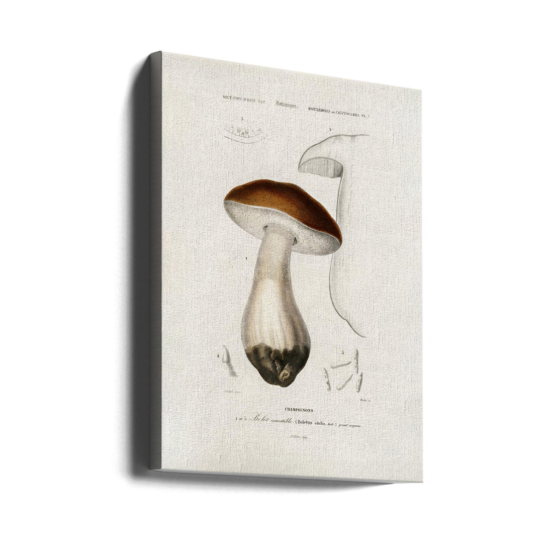 Vintage Mushroom Poster by Charles Dessalines D' Orbigny | Retro Botanical Illustration, Large Canvas Wall Art Print | Artsy Earth