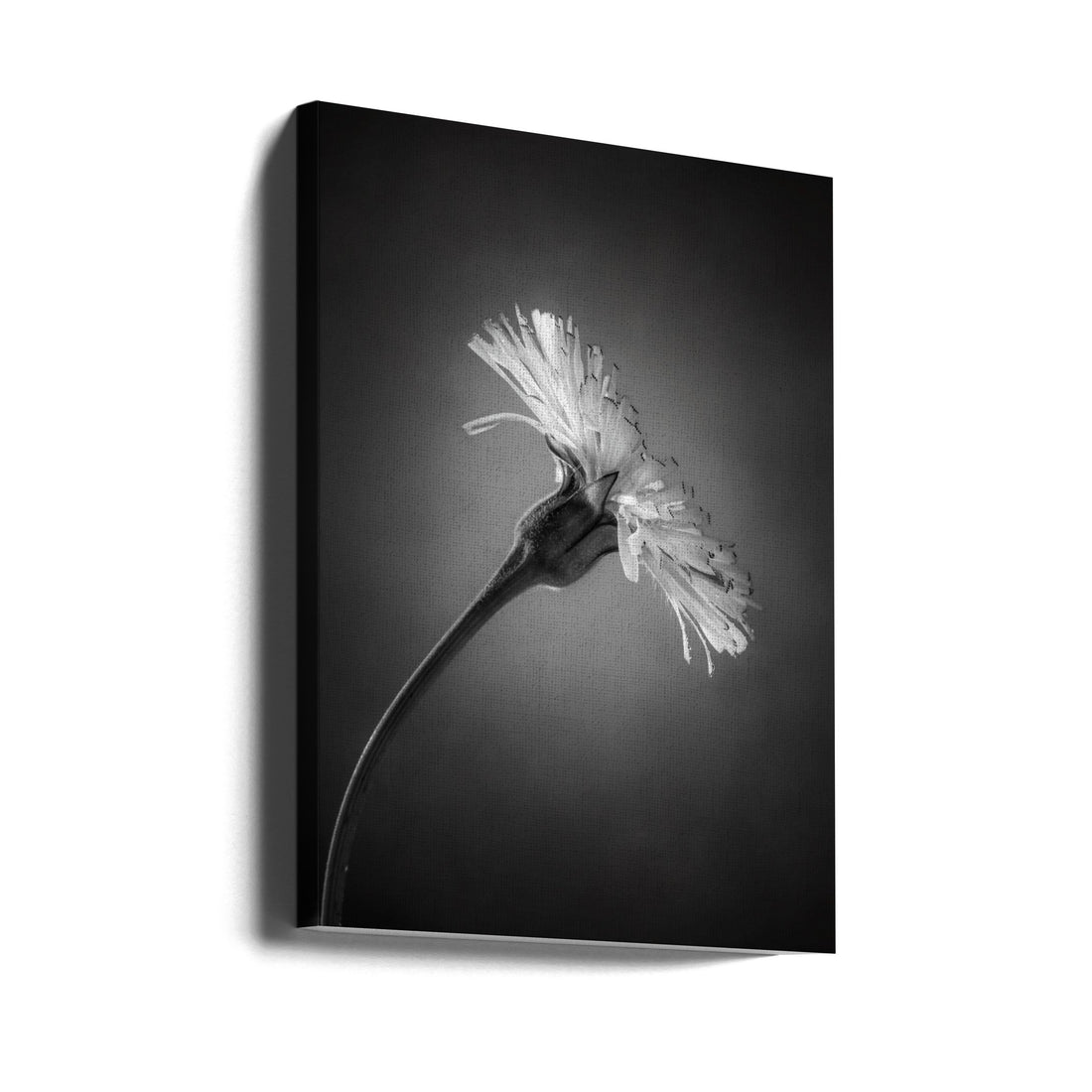 Dark Floral Art by Rico Cavallo | Black And White Botanical, Large Canvas Wall Art Print | Artsy Earth