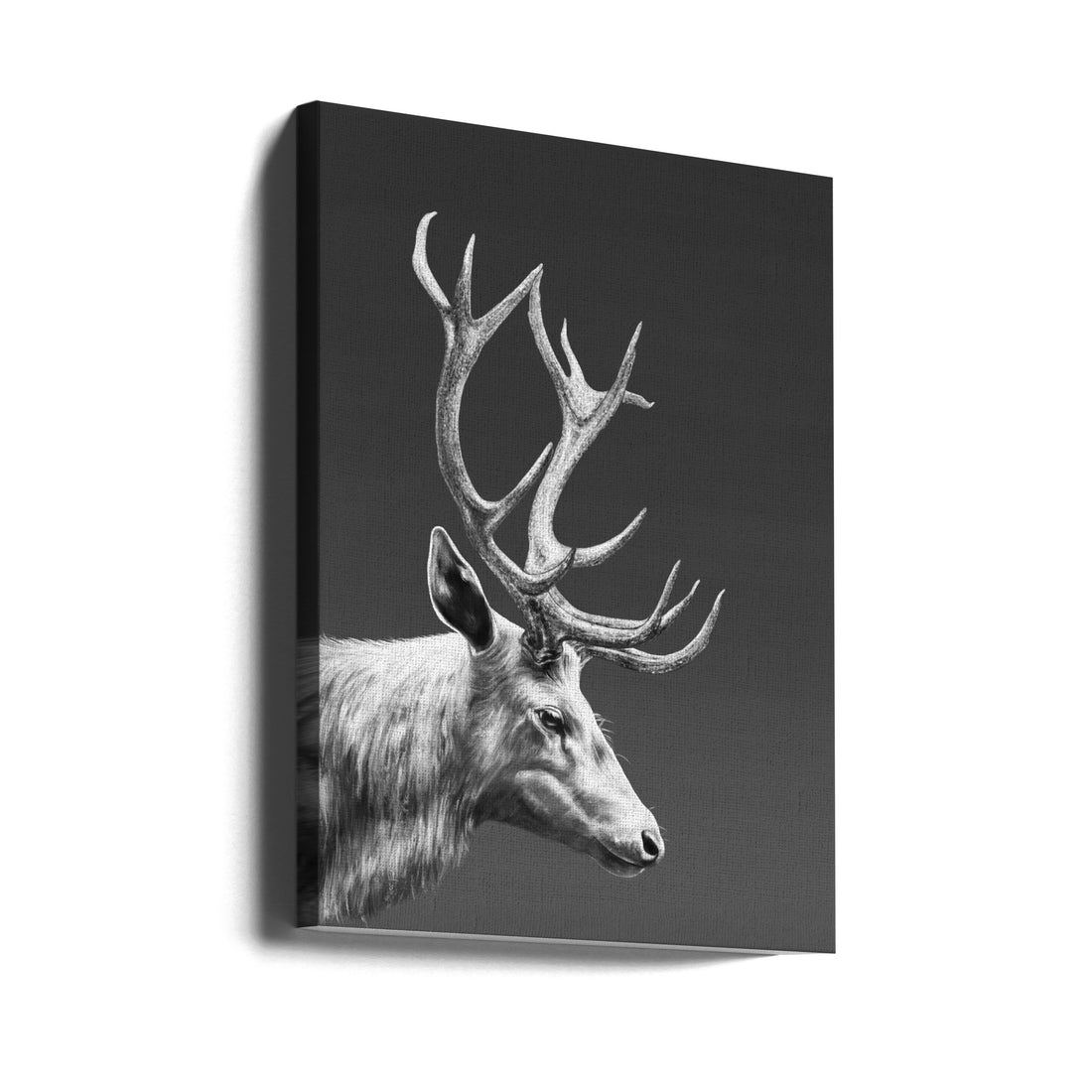 Reindeer Portrait by Gabriella Roberg | Black And White Wildlife, Large Canvas Wall Art Print | Artsy Earth