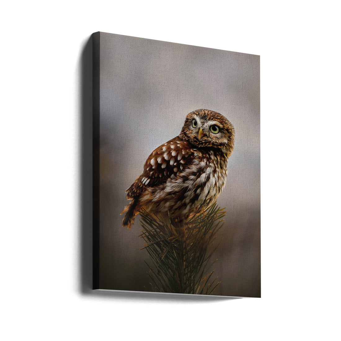 Morning with Owl by Michaela Firešová | Wild Owl Nature, Large Canvas Wall Art Print | Artsy Earth