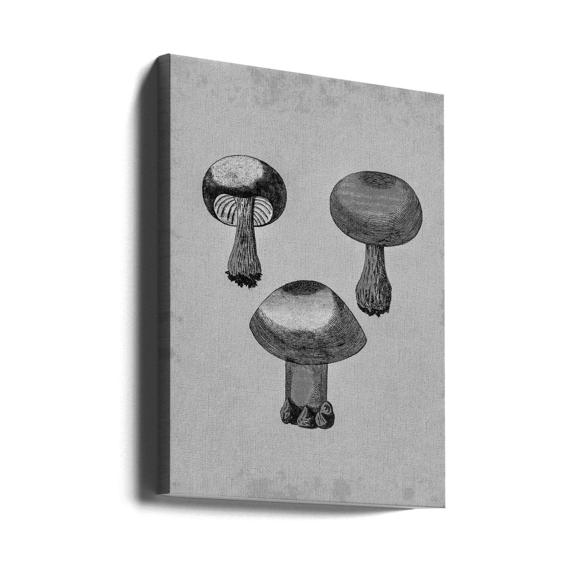 Violet Webcap Mushroom by Biodiversity Heritage Library | Vintage Monochrome Fungi, Large Canvas Wall Art Print | Artsy Earth