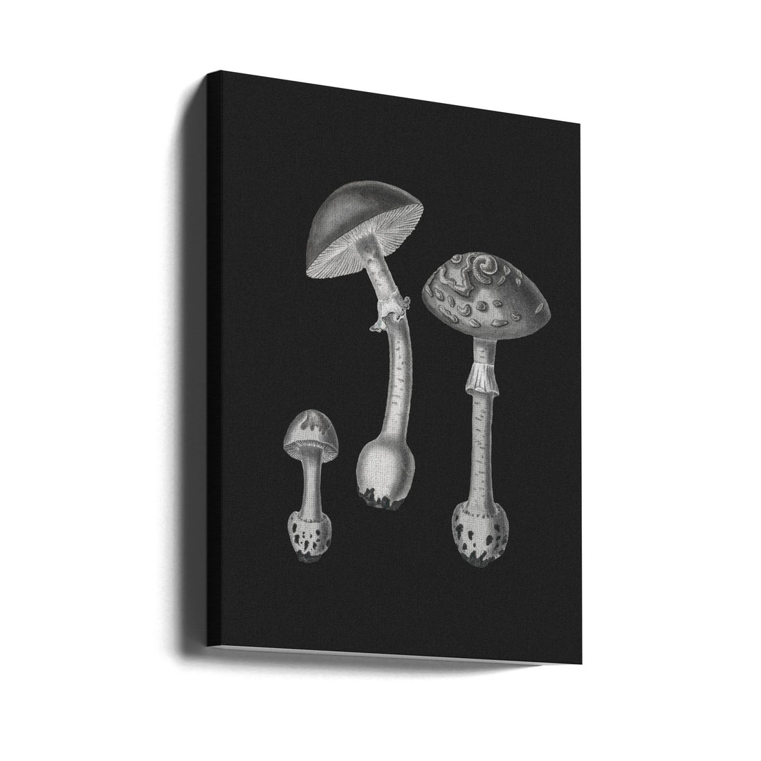 Amanita Muscaria BW by John Stephenson And James Morss Churchill | Vintage Mushroom Monochrome, Large Canvas Wall Art Print | Artsy Earth