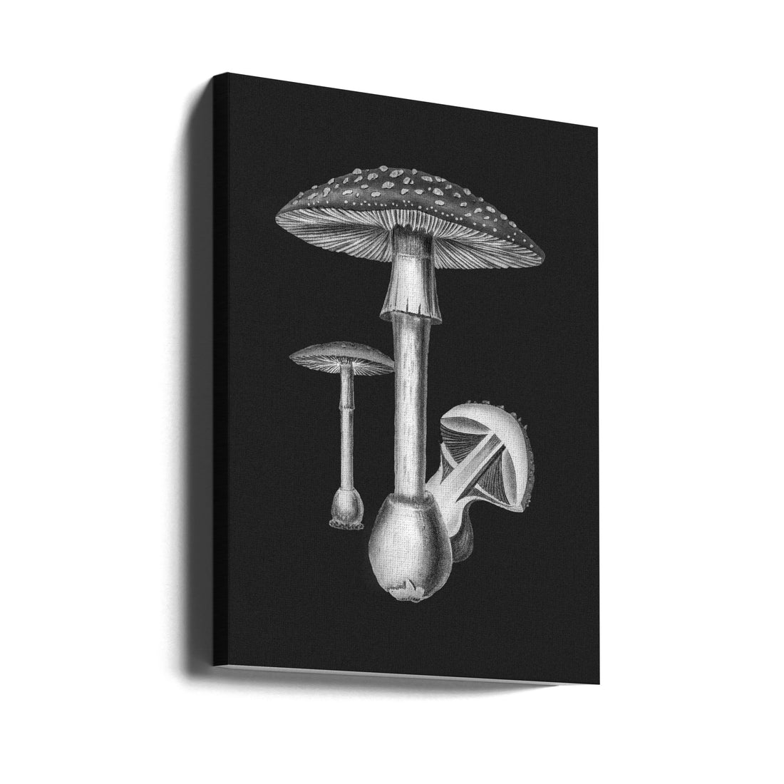 Amanita Dark BW by John Stephenson And James Morss Churchill | Vintage Monochrome Fungi, Large Canvas Wall Art Print | Artsy Earth