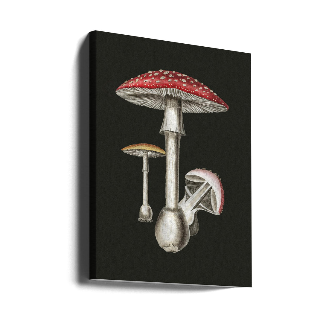 Amanita Muscaria Dark by John Stephenson And James Morss Churchill | Vintage Mushroom Fungi, Large Canvas Wall Art Print | Artsy Earth