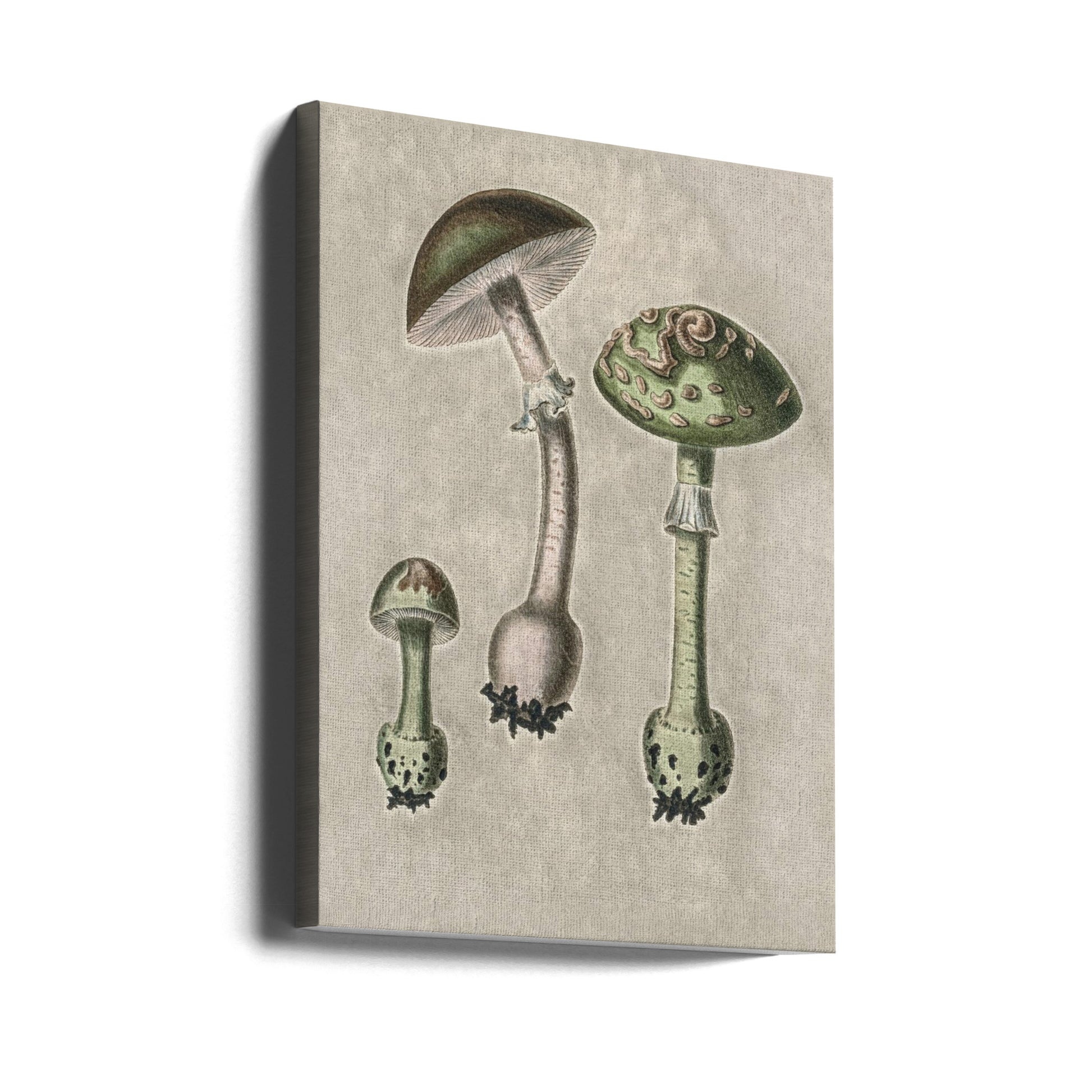 Amanita Muscaria Green by John Stephenson And James Morss Churchill | Vintage Mushroom Nostalgia, Large Canvas Wall Art Print | Artsy Earth