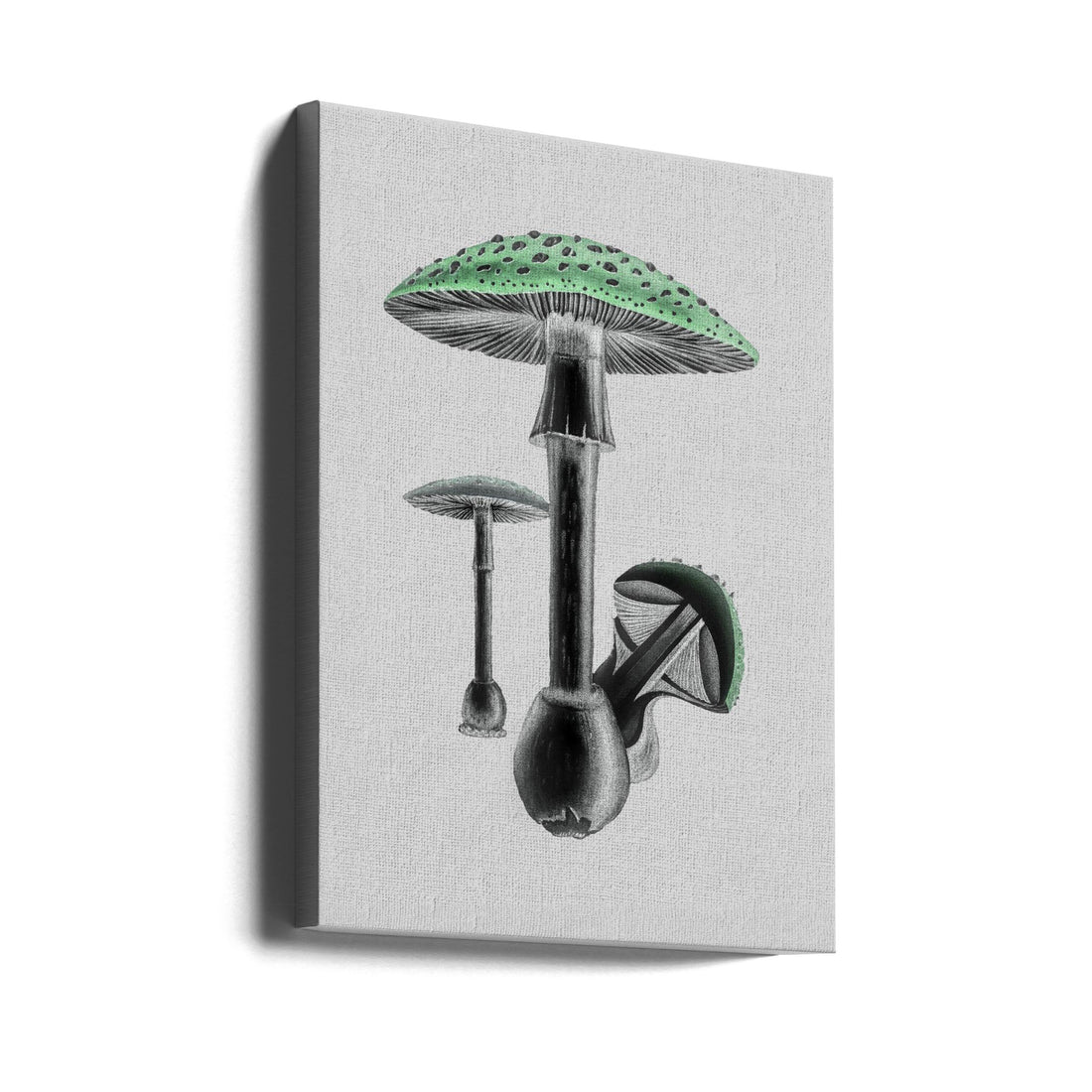 Amanita Muscaria Green by John Stephenson And James Morss Churchill. | Vintage Mushroom Retro, Large Canvas Wall Art Print | Artsy Earth