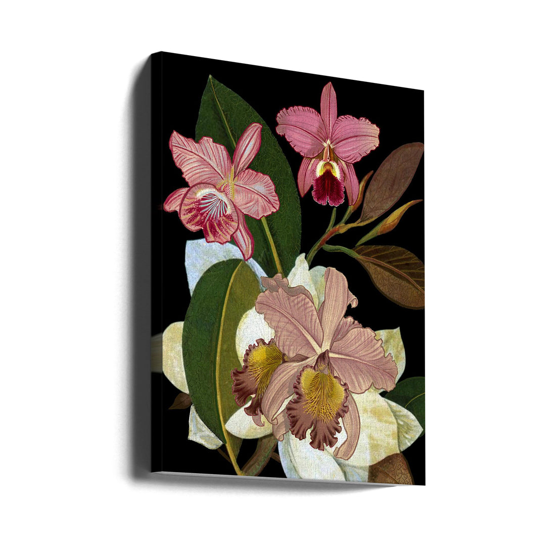 Orchids for Phyllis Botanical by Giovanna Nicolo | Pink Floral Botanical, Large Canvas Wall Art Print | Artsy Earth