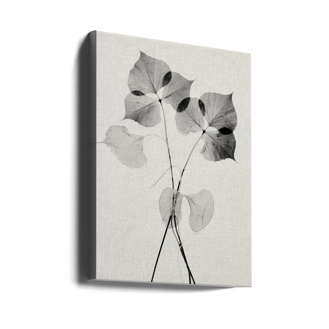 Transparent Botanic No 2 by Treechild | Monochrome Botanical Photography, Large Canvas Wall Art Print | Artsy Earth