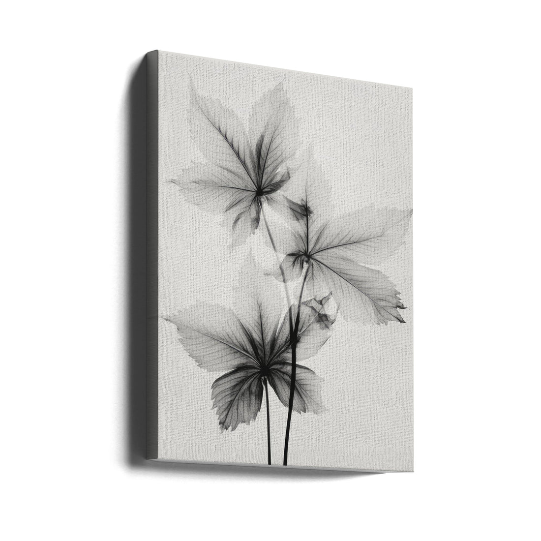 Transparent Botanic by Treechild | Monochrome Botanical Photography, Large Canvas Wall Art Print | Artsy Earth